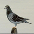 Columba fligere(of de zogenaamde 